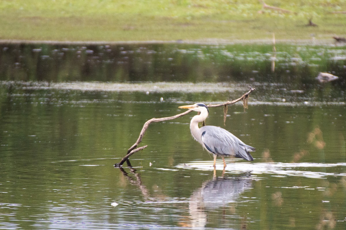 Gray Heron (Gray) - ML584243131