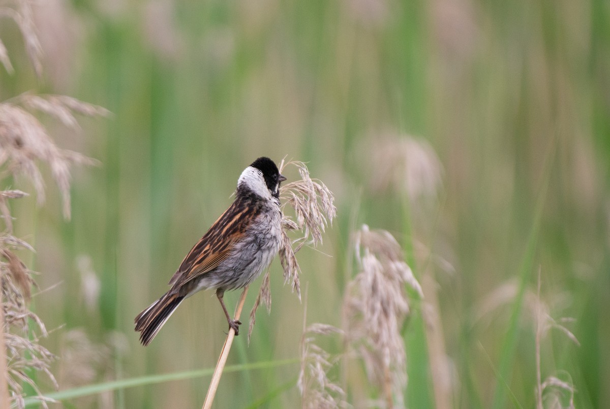 Reed Bunting - ML584243411