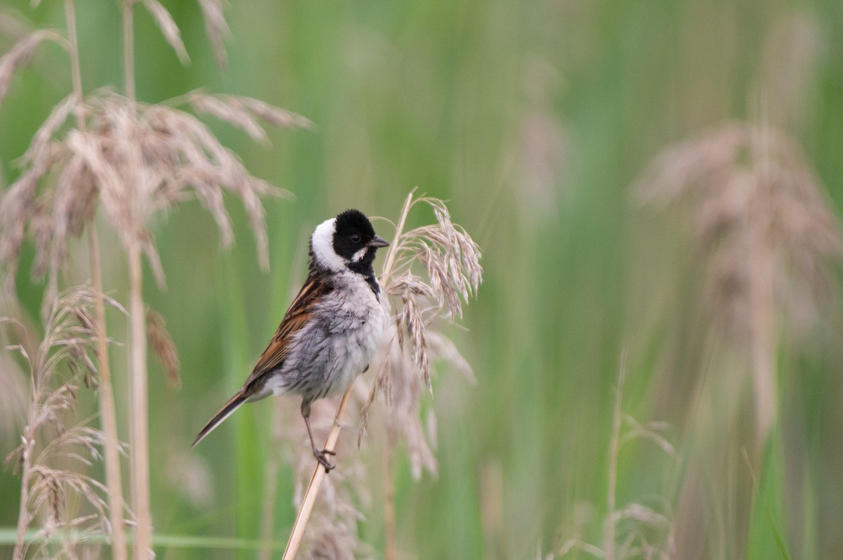 Reed Bunting - ML584243421