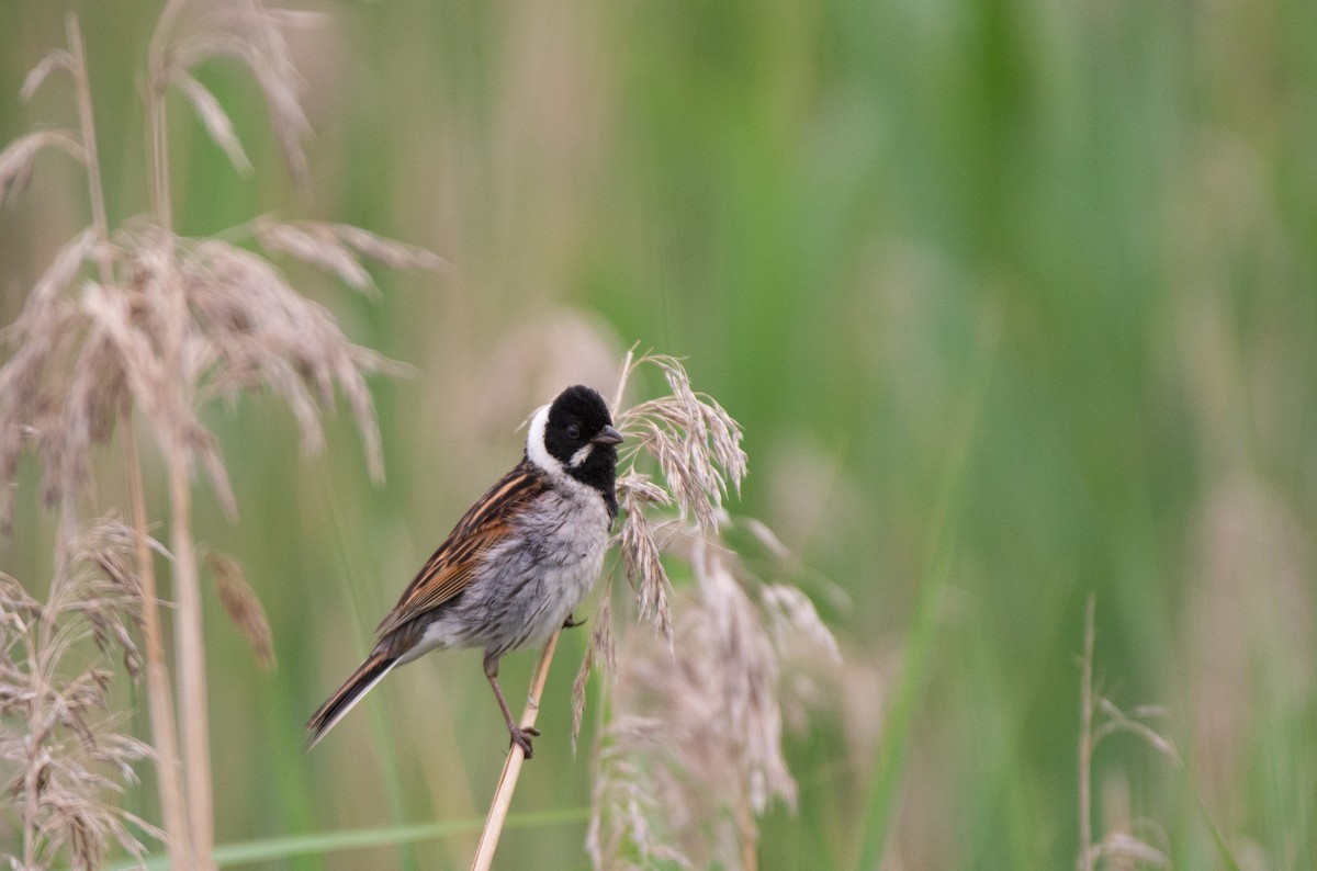 Reed Bunting - ML584243431