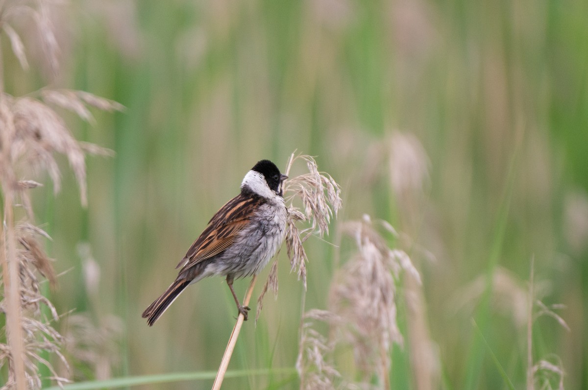 Reed Bunting - ML584243461