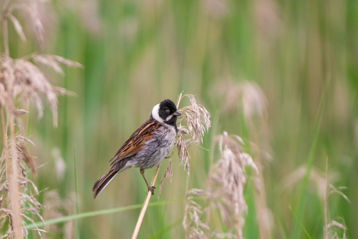 Reed Bunting - ML584243471