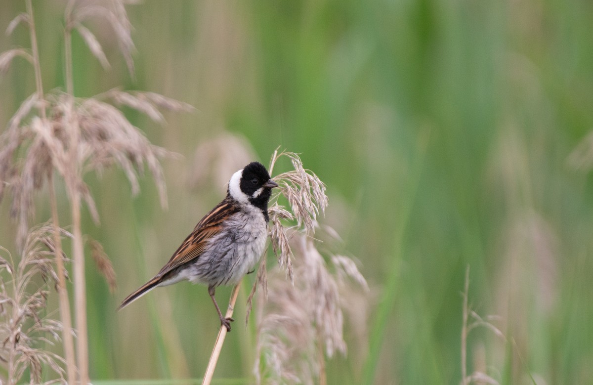 Reed Bunting - ML584243481