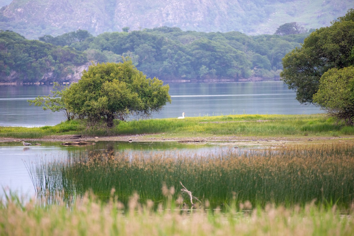 Mute Swan - ML584243551