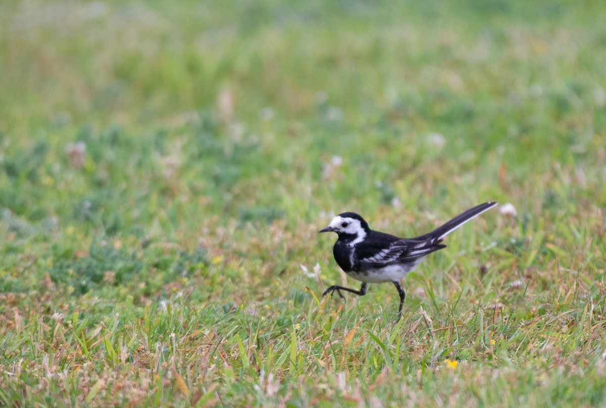 White Wagtail (British) - ML584243691