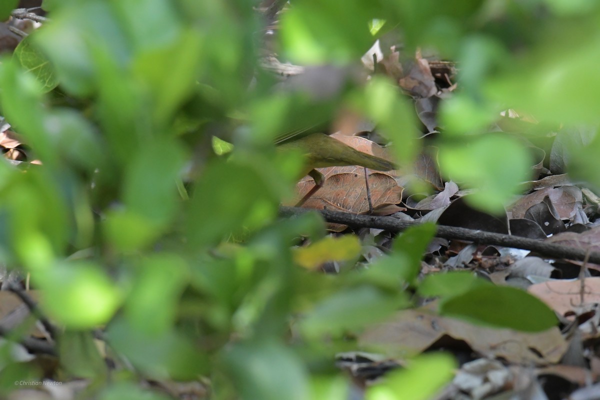 Connecticut Warbler - ML584245541