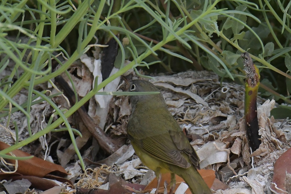 Connecticut Warbler - ML584245591