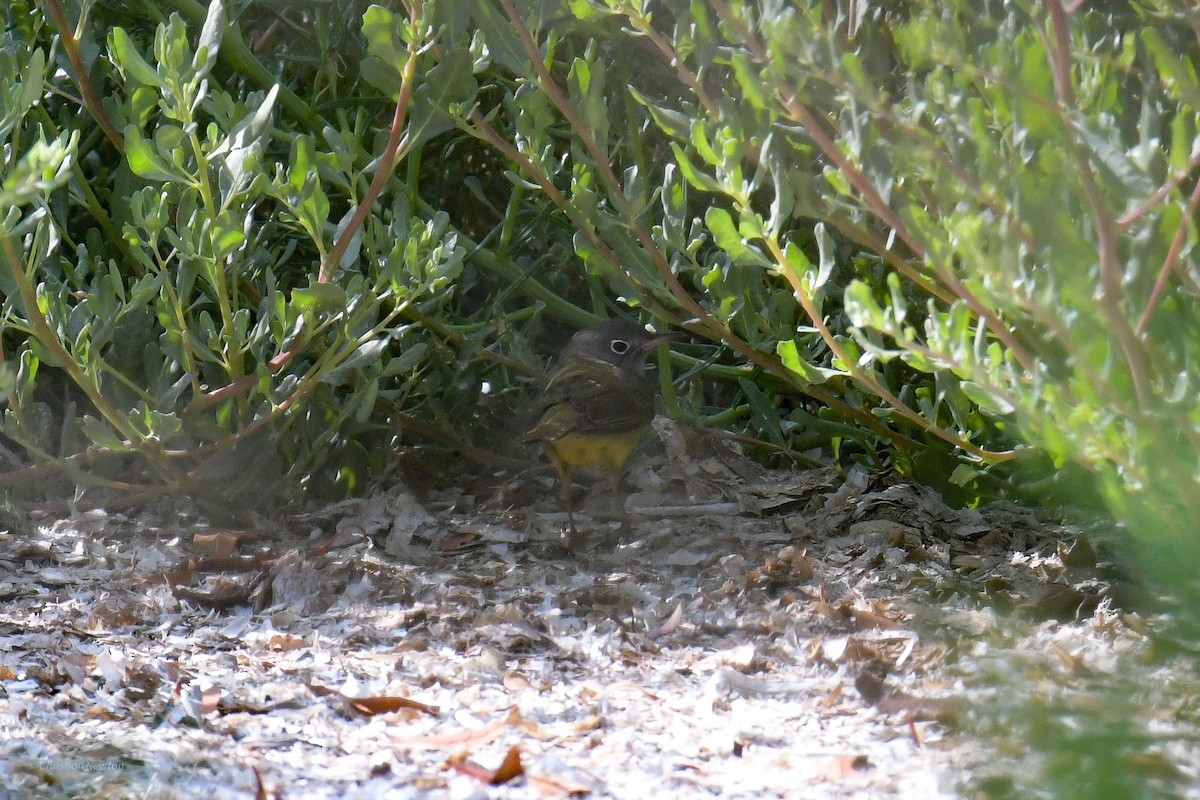 Connecticut Warbler - ML584245601