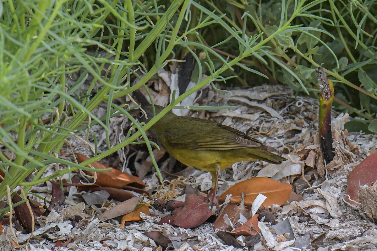 Connecticut Warbler - ML584245621
