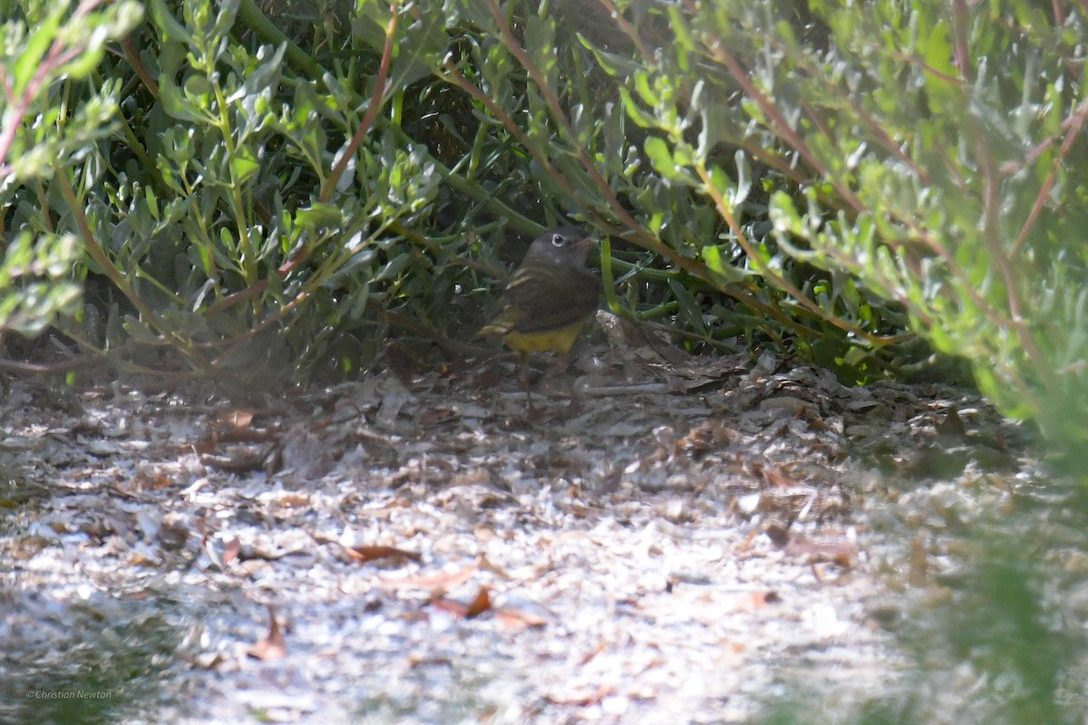 Connecticut Warbler - ML584245631