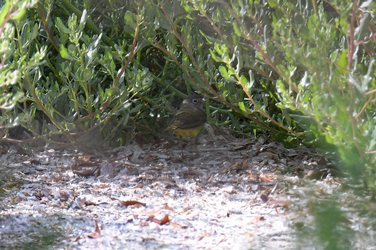 Connecticut Warbler - ML584245651