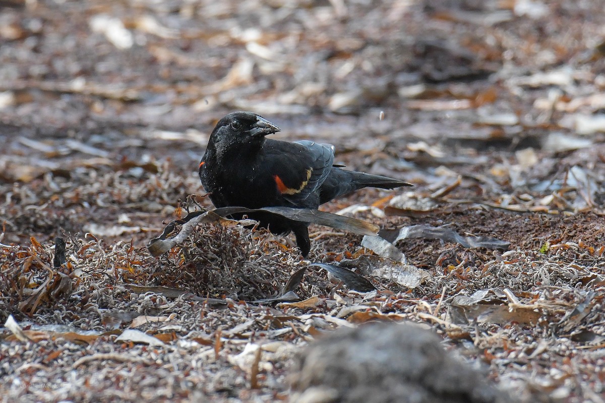 Red-winged Blackbird - ML584245711