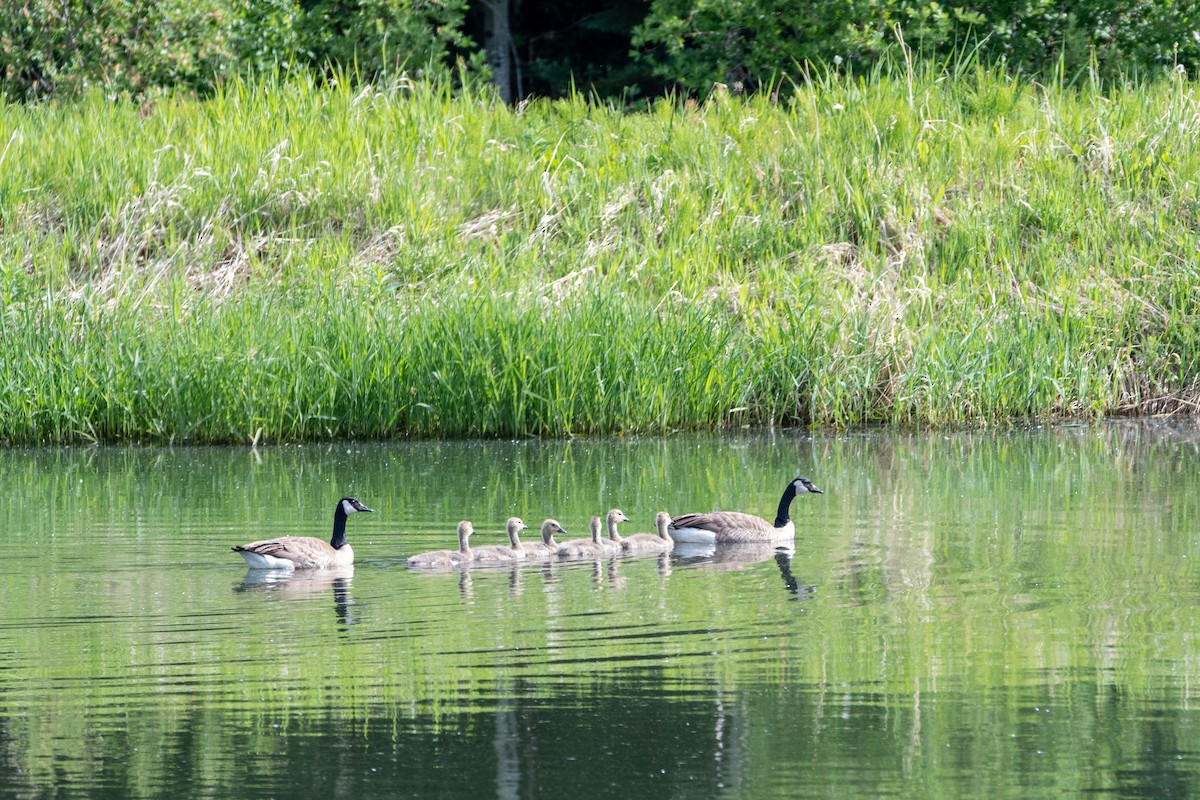 Canada Goose - ML584246211