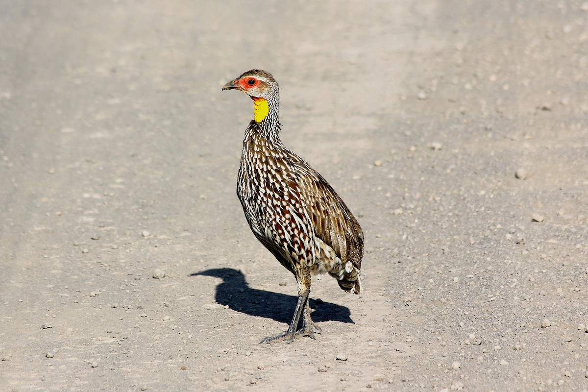 Yellow-necked Spurfowl - ML58424671