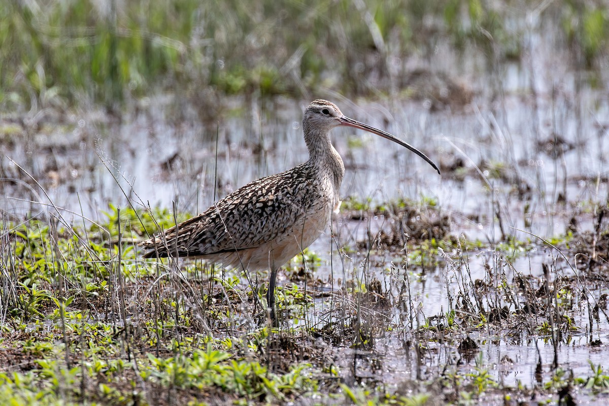 Long-billed Curlew - Joshua Stacy