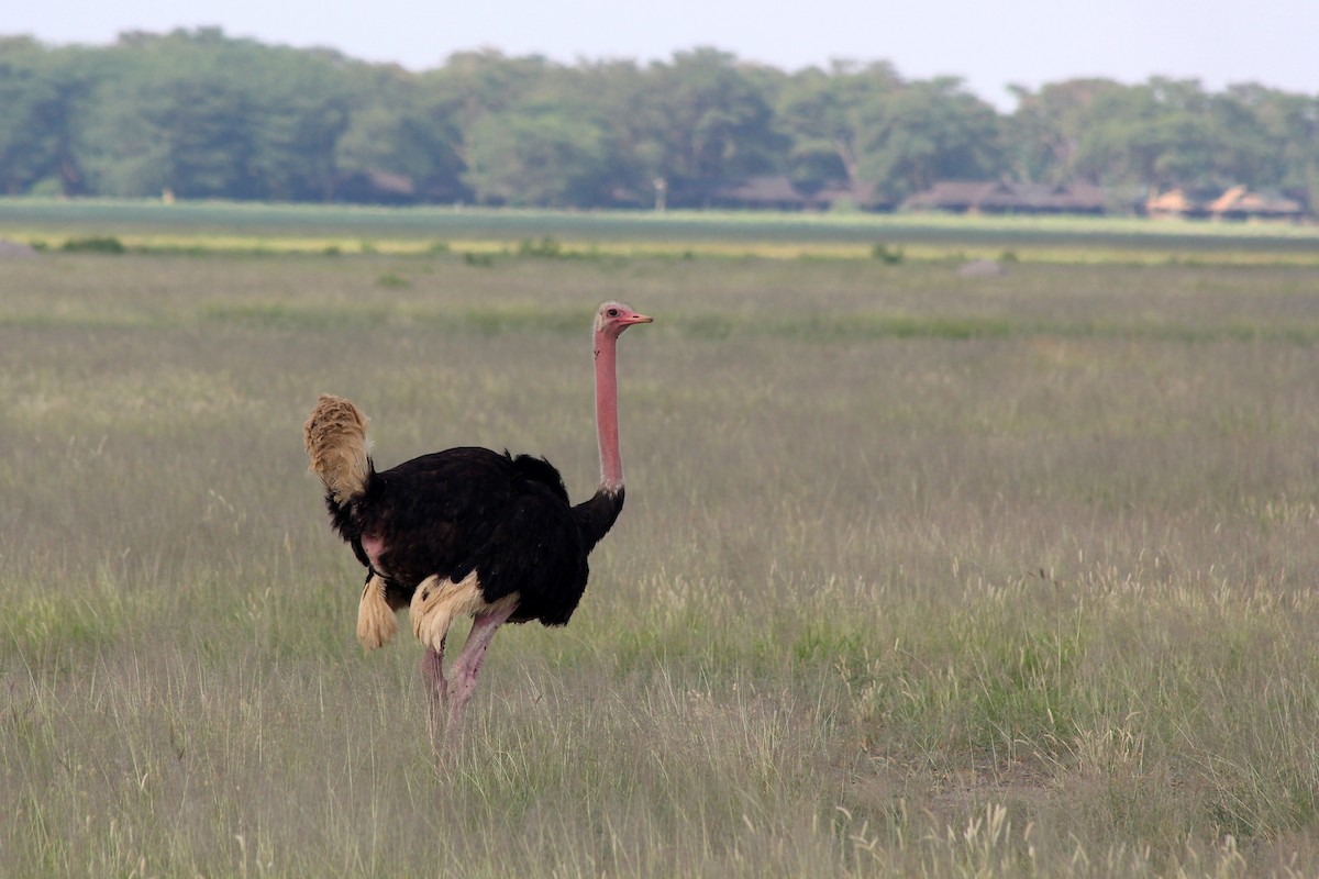 Common Ostrich - ML58424911