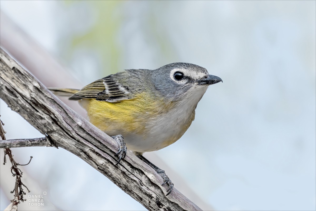 Cassin's Vireo (San Lucas) - Daniel  Garza Tobón