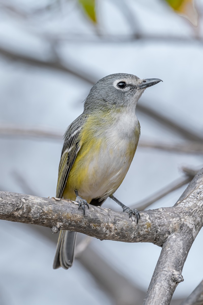 Cassin's Vireo (San Lucas) - Daniel  Garza Tobón