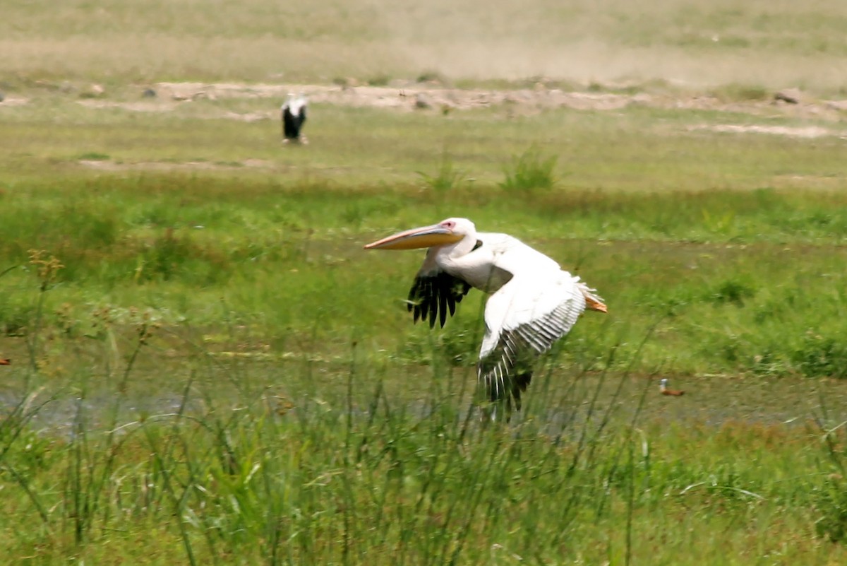 Pellicano comune - ML58425101