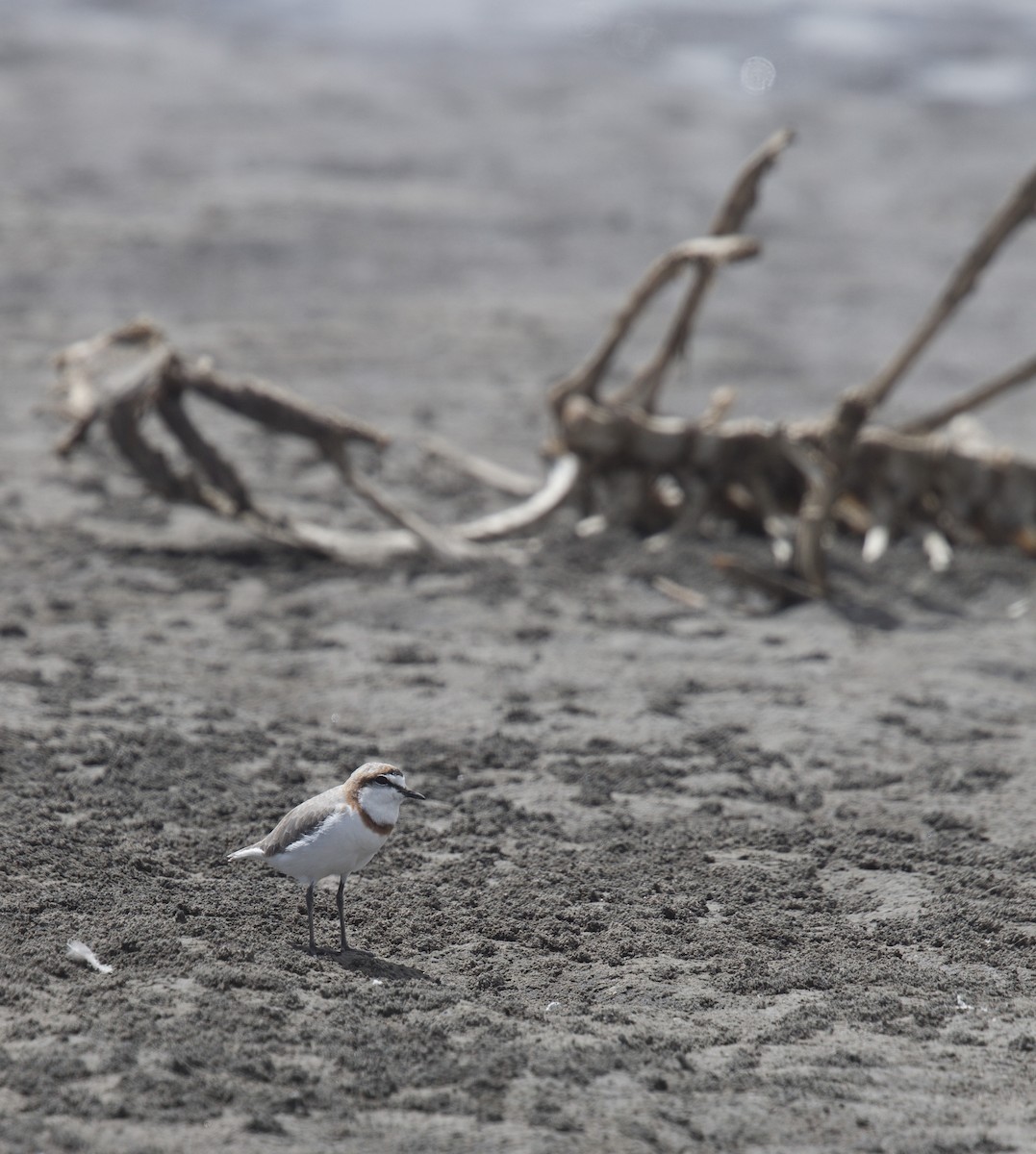 Chestnut-banded Plover - ML584251191