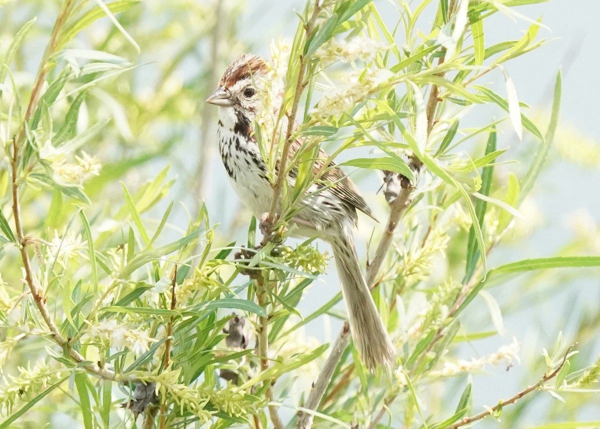 Song Sparrow - ML584252691