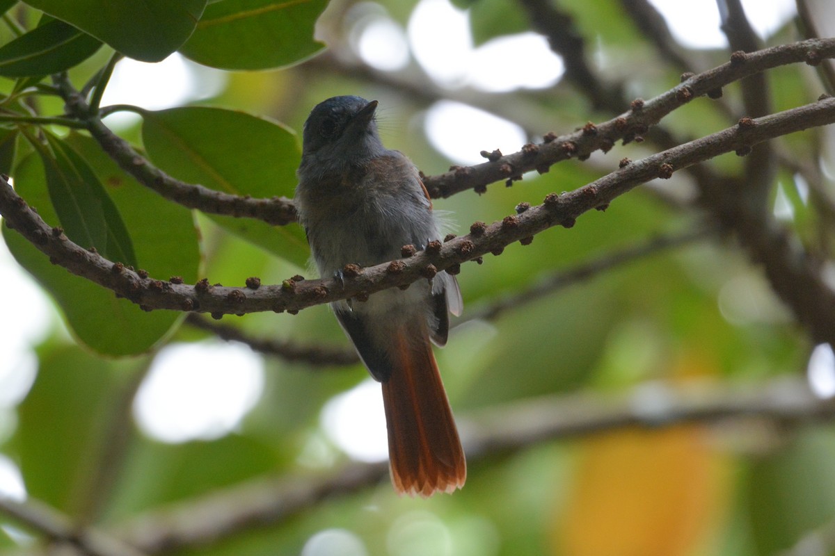 Mascarene Paradise-Flycatcher - ML584252801