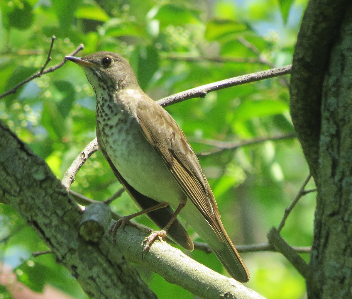 Gray-cheeked/Bicknell's Thrush - ML58425551