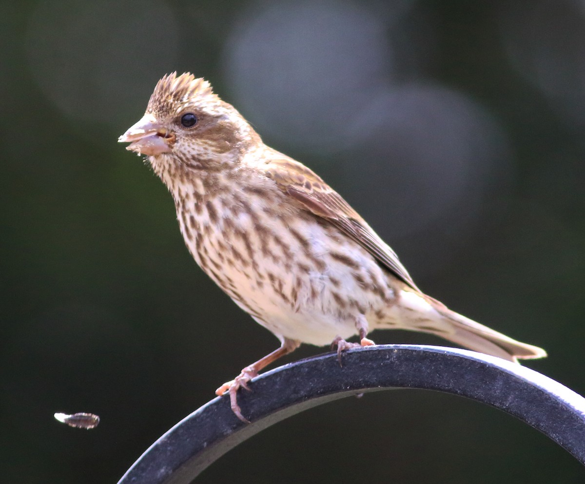 Purple Finch (Western) - ML58425581