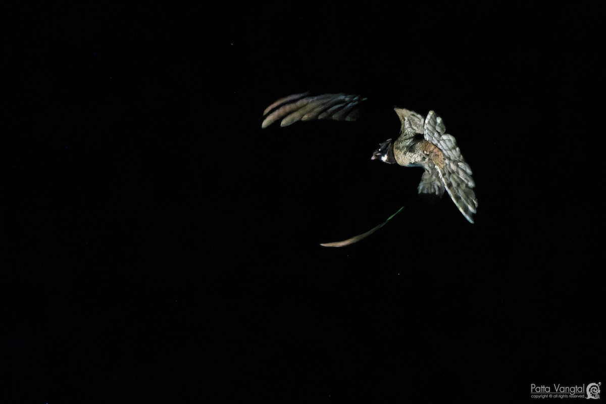 Great Eared-Nightjar - ML584256291