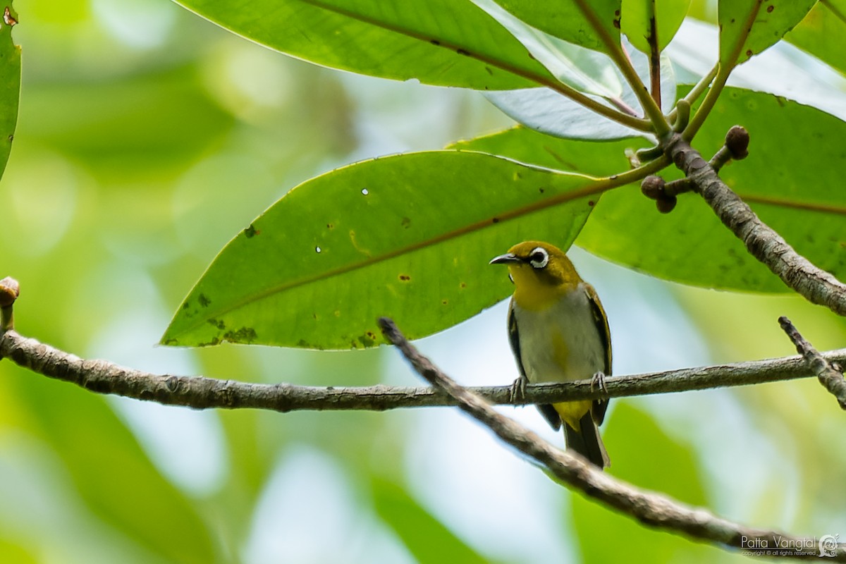 Swinhoe's White-eye - ML584256691