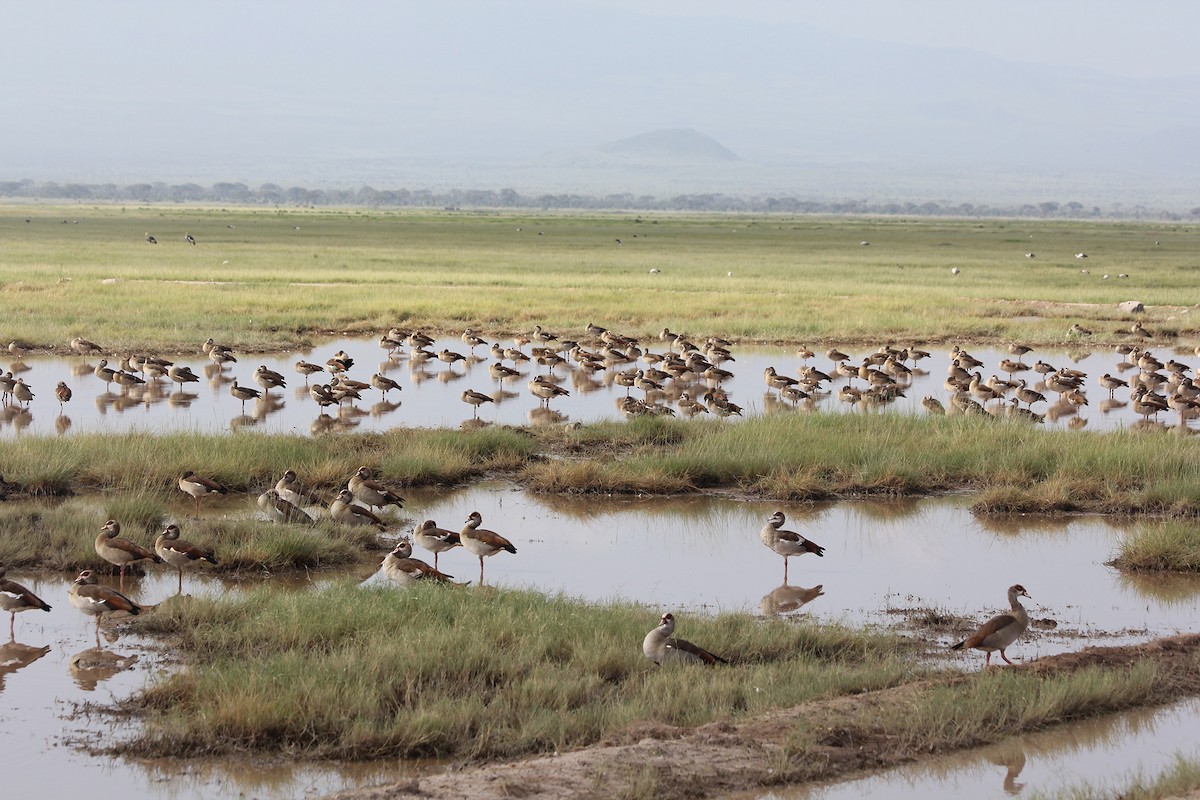 Oca egiziana - ML58425741