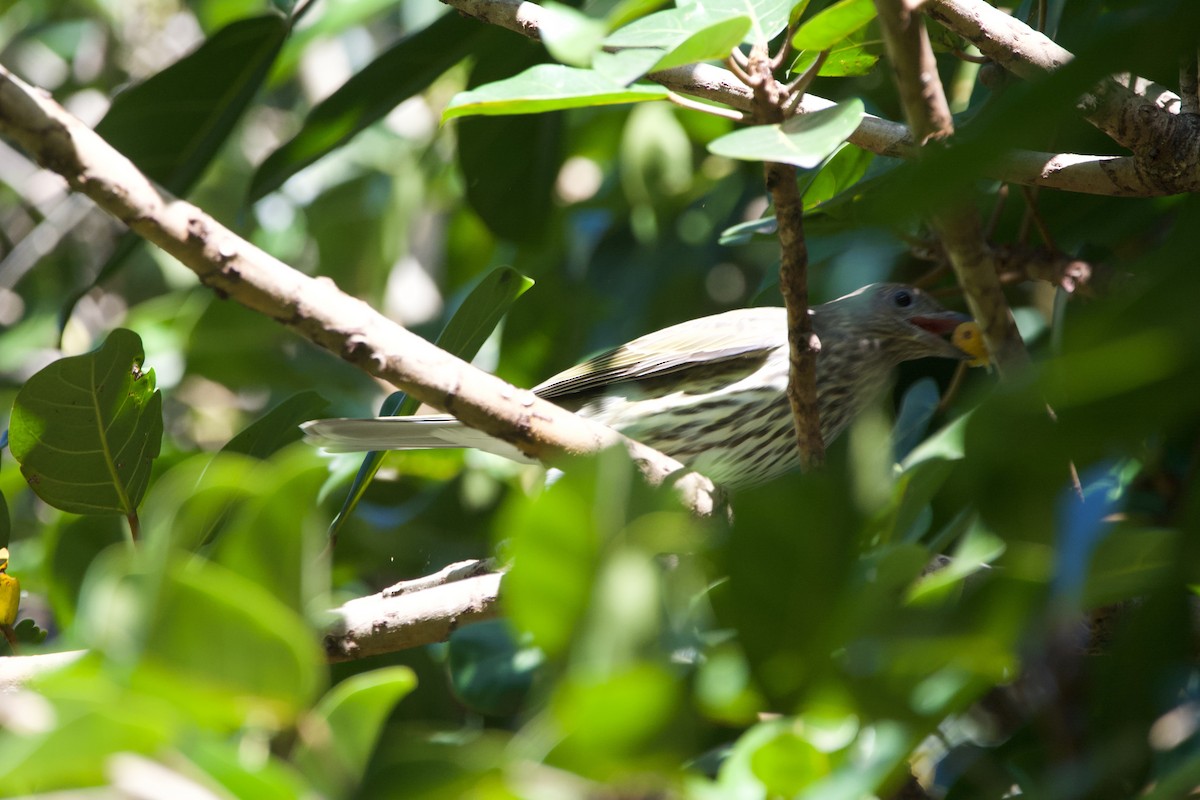 Australasian Figbird - ML584257981