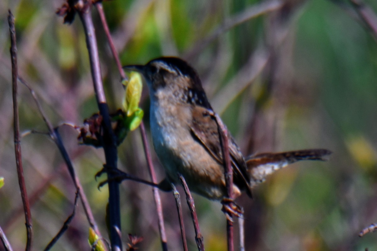 Marsh Wren - ML584258591