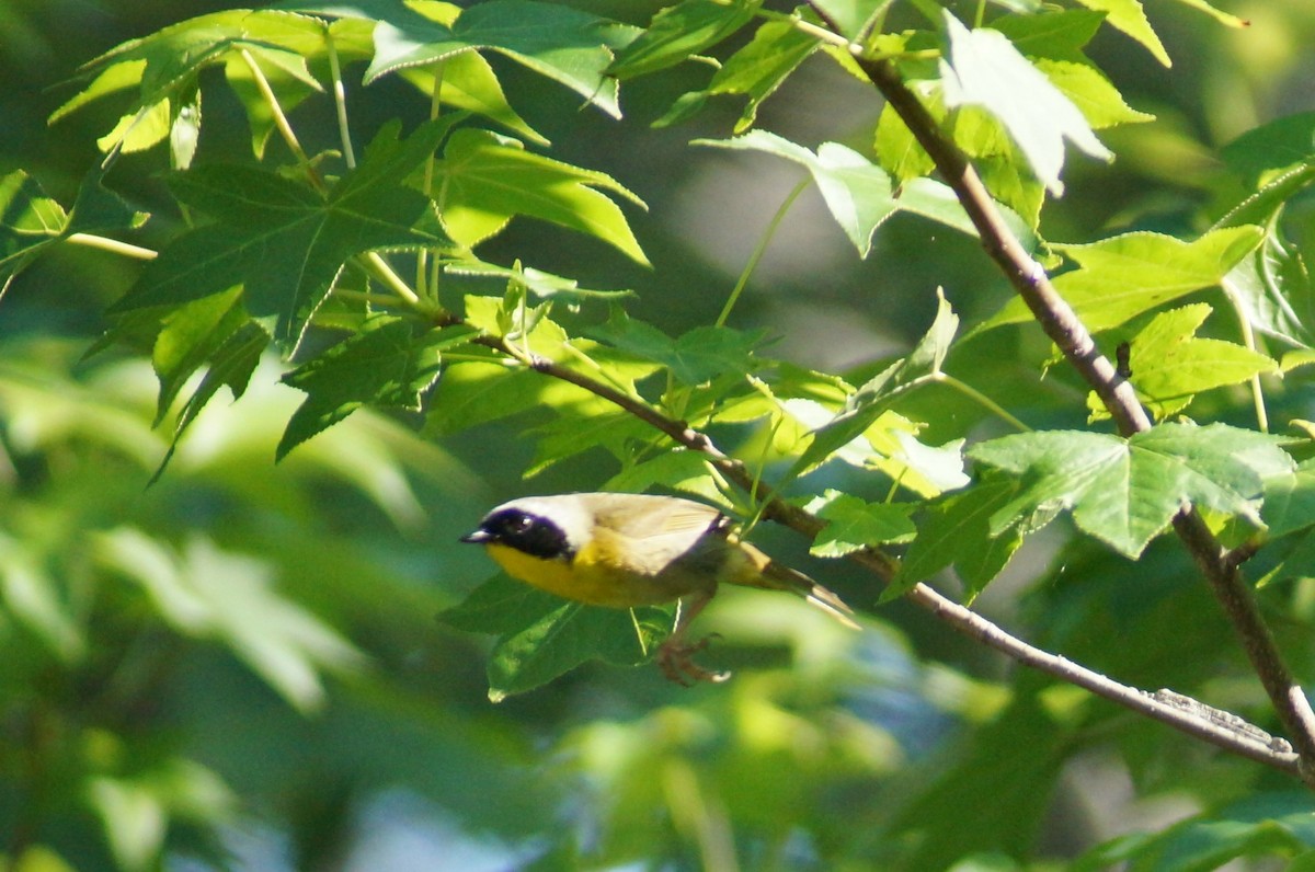 Common Yellowthroat - ML58425921