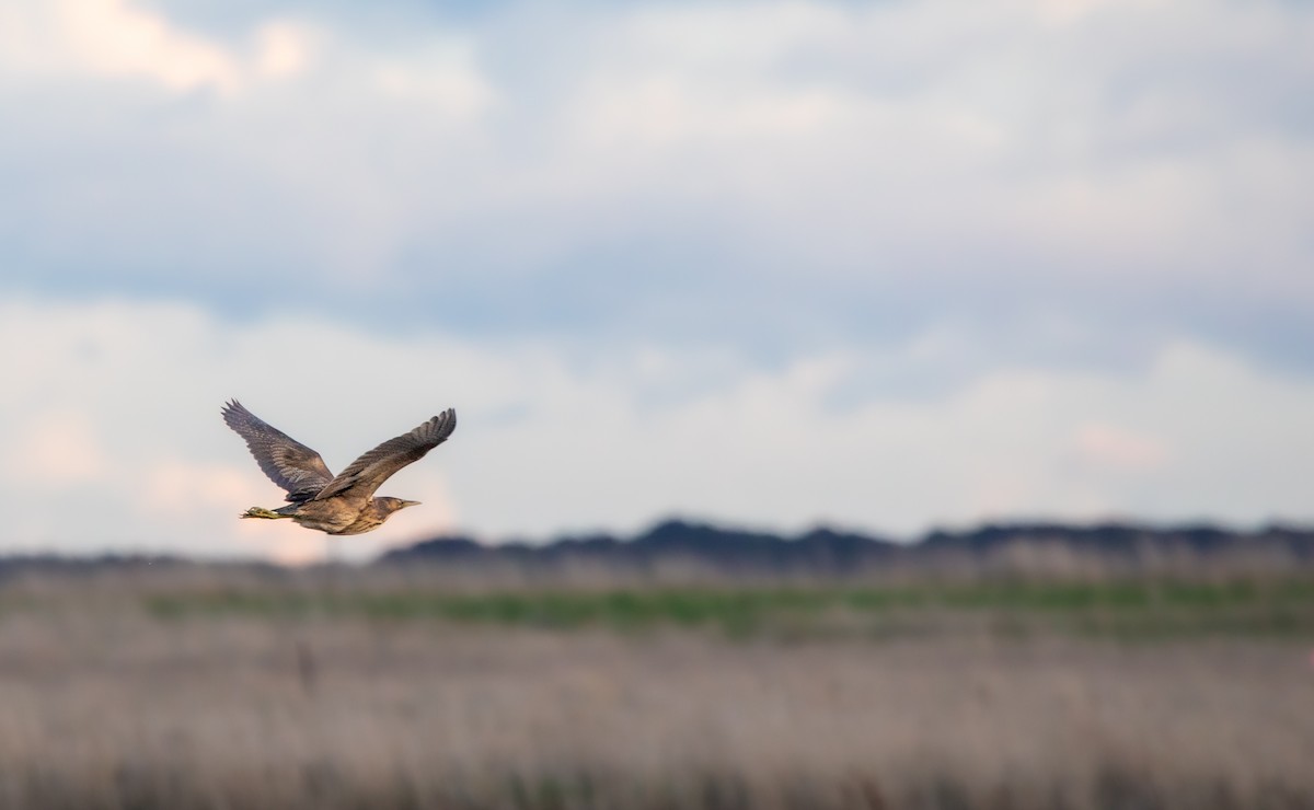 Australasian Bittern - Ethan Grills