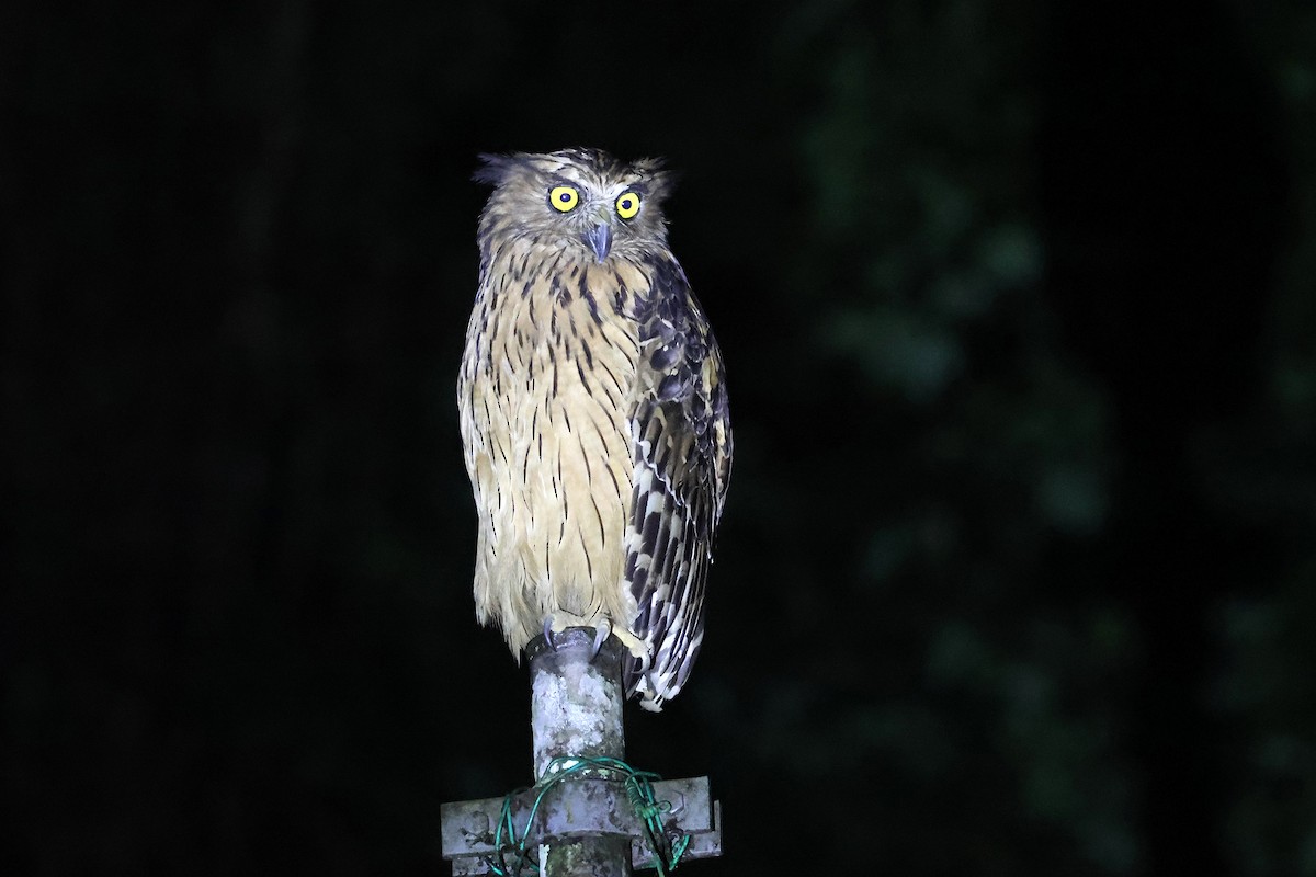 Buffy Fish-Owl - ML584259531