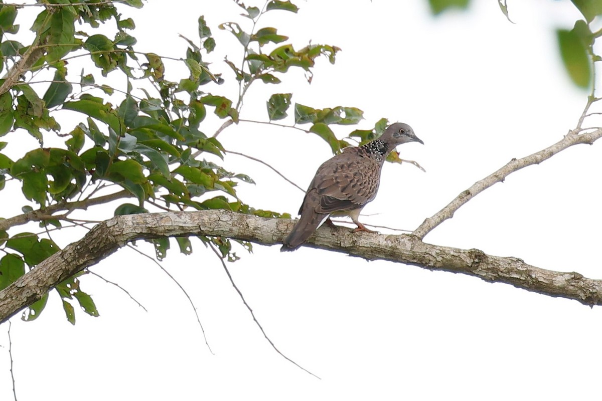 Spotted Dove - ML584260281