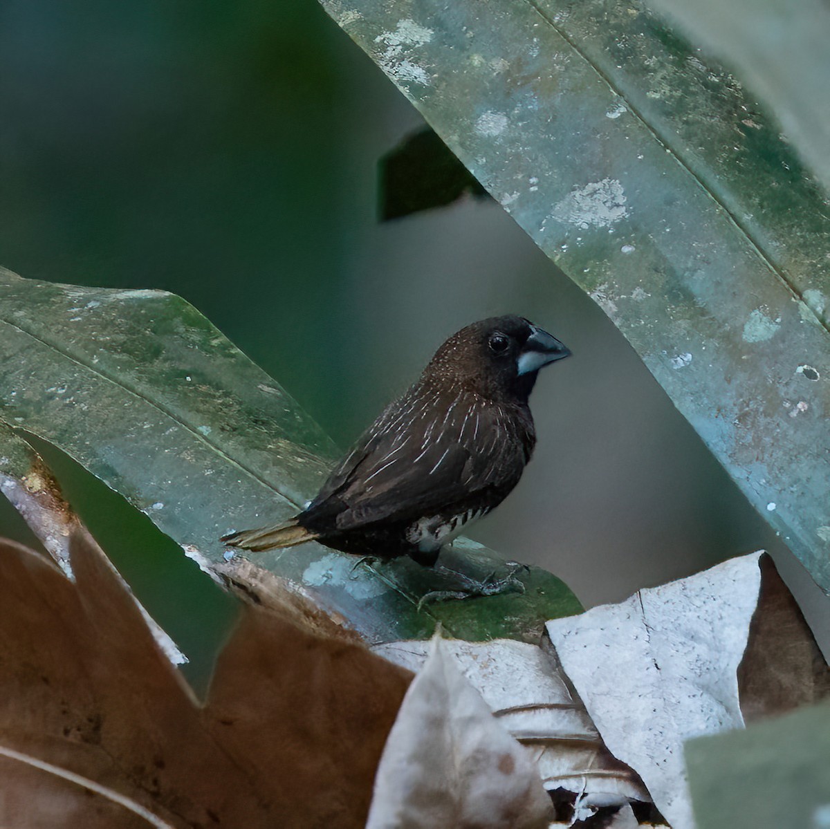 White-bellied Munia - ML584261411