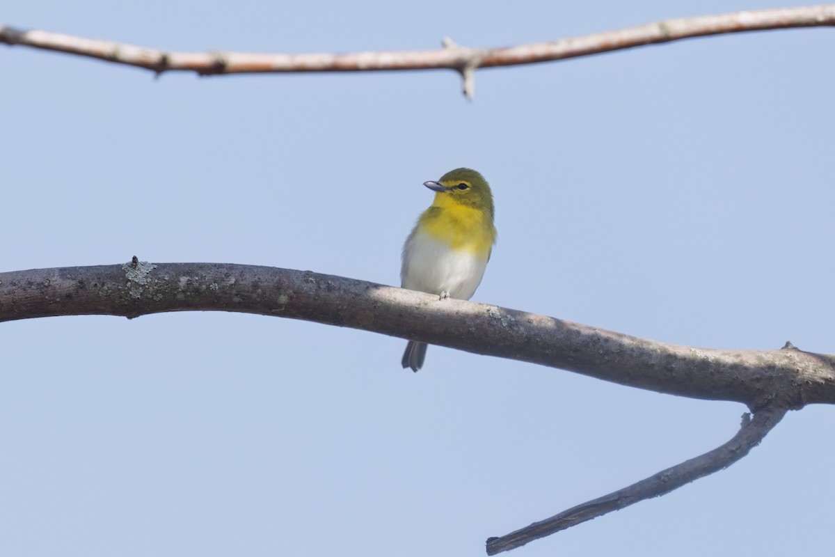 Yellow-throated Vireo - ML584262111