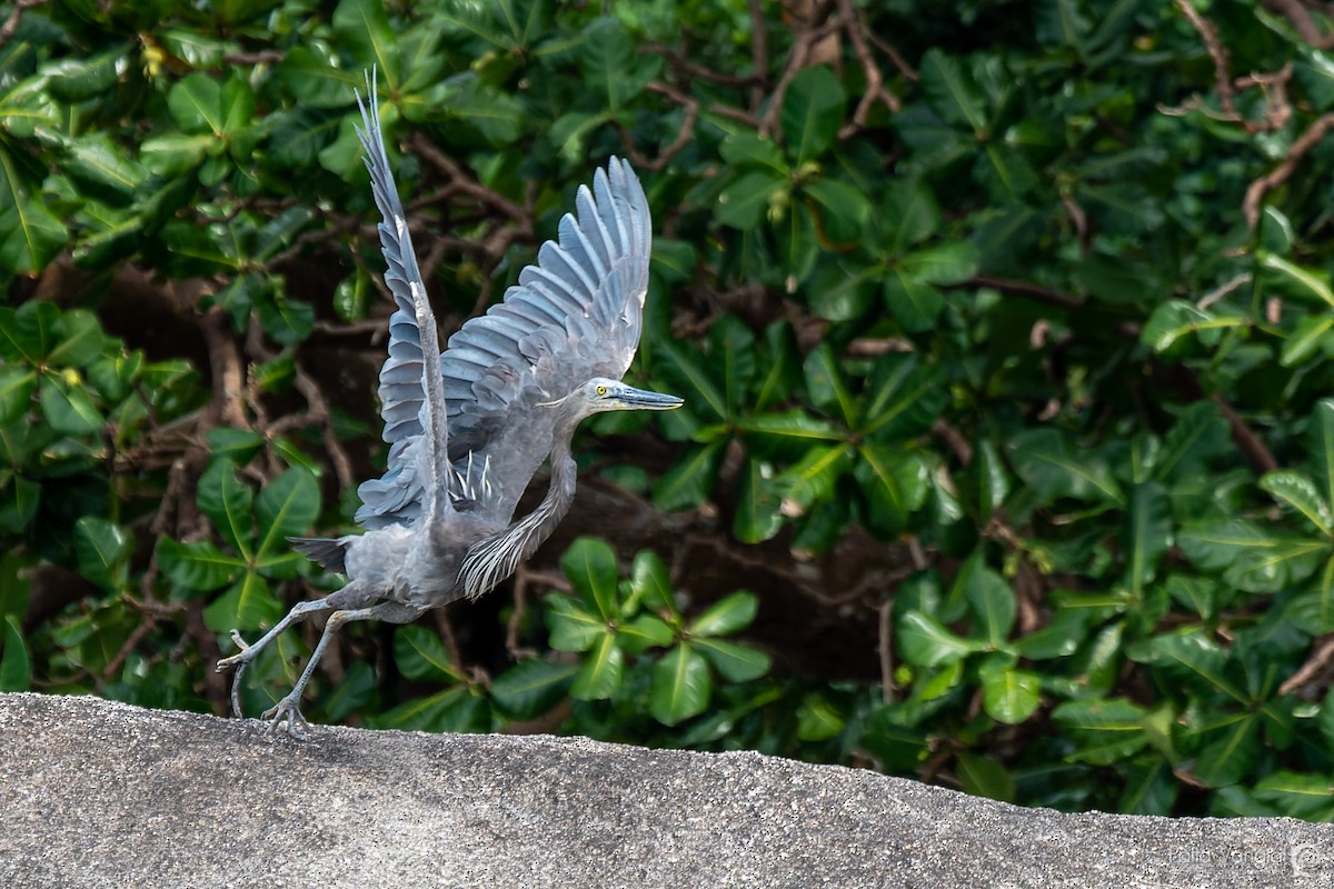 Great-billed Heron - ML584262121