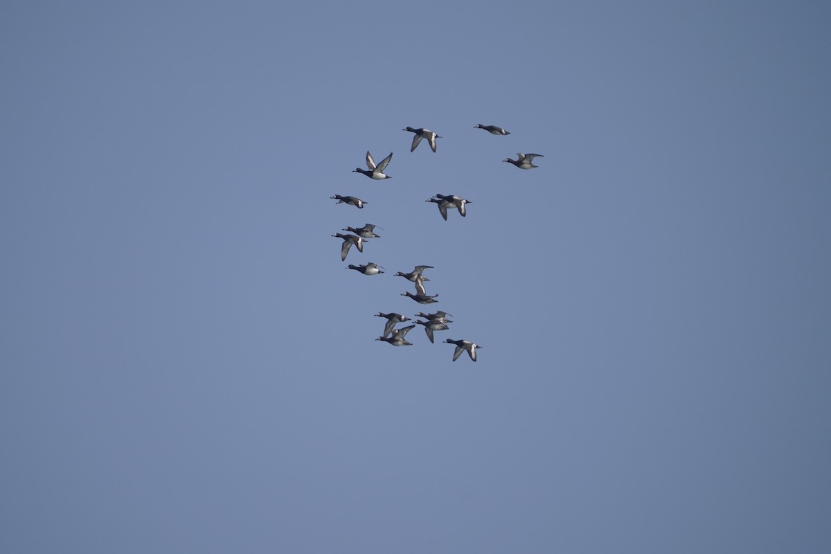 Тэнгисийн шумбуур - ML584262661