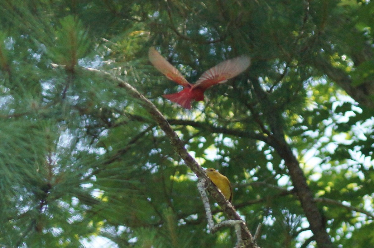 Summer Tanager - ML58426321