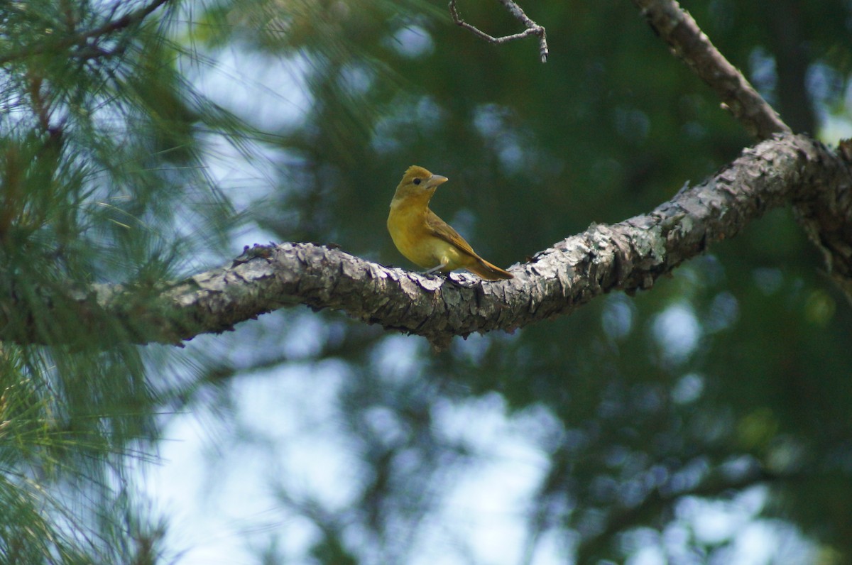 Summer Tanager - ML58426381