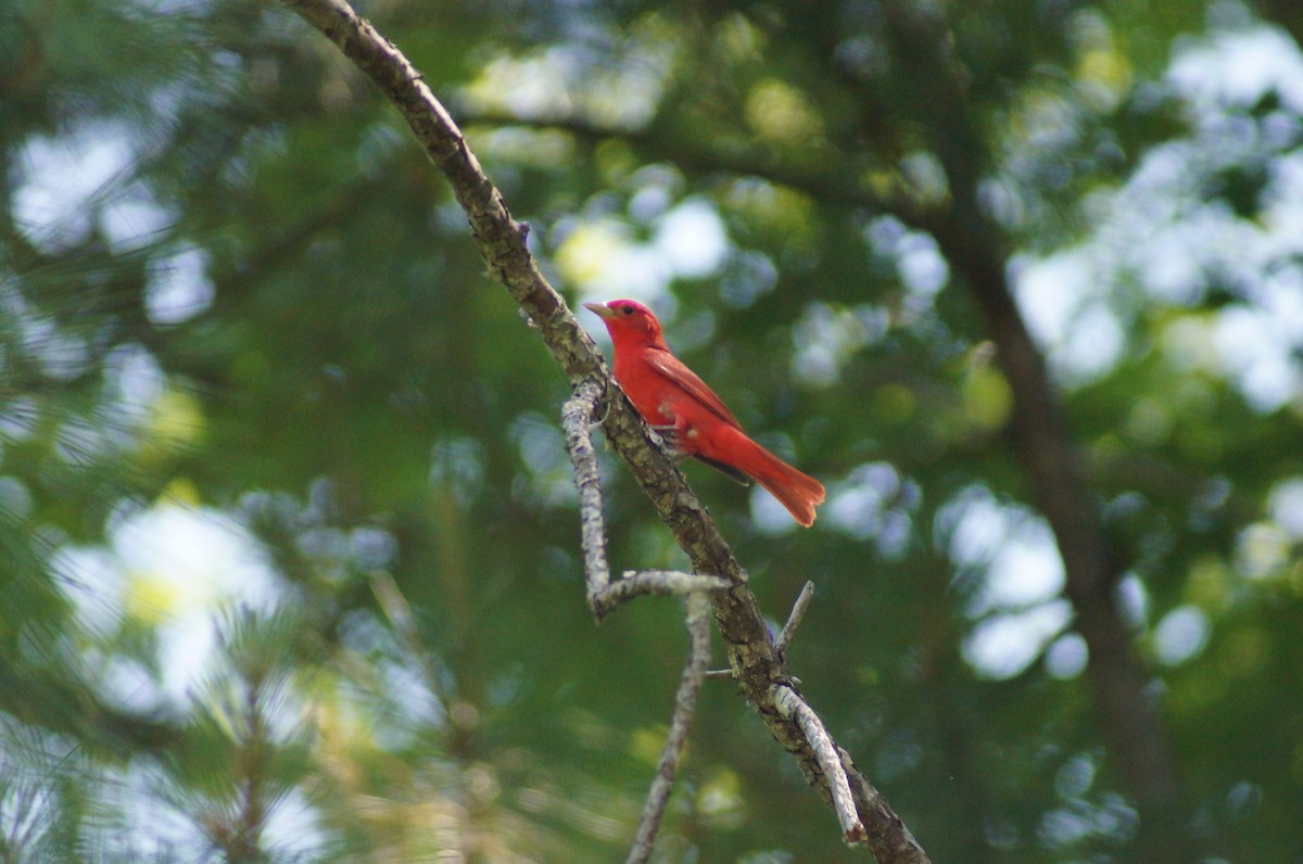 Summer Tanager - ML58426391