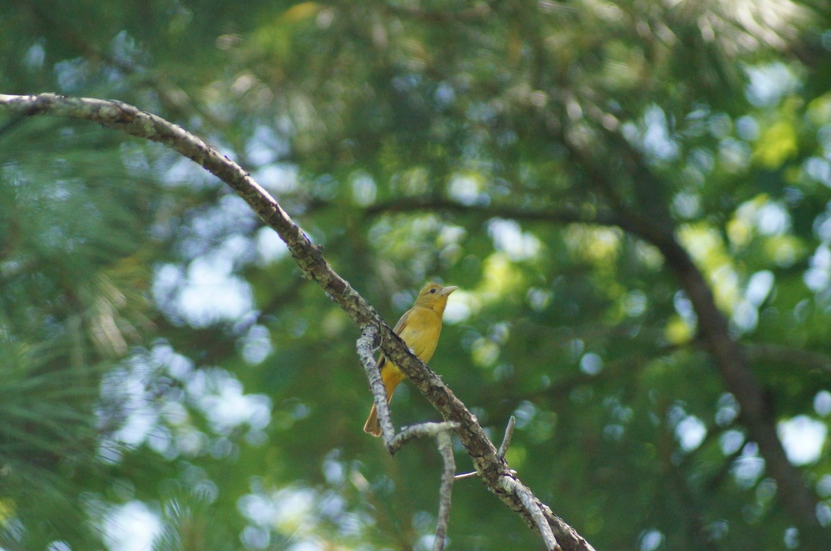Summer Tanager - ML58426401