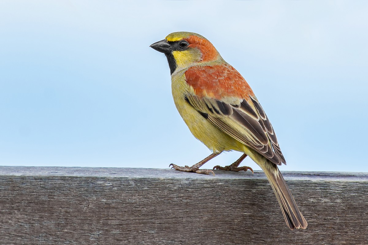 Plain-backed Sparrow - ML584264171
