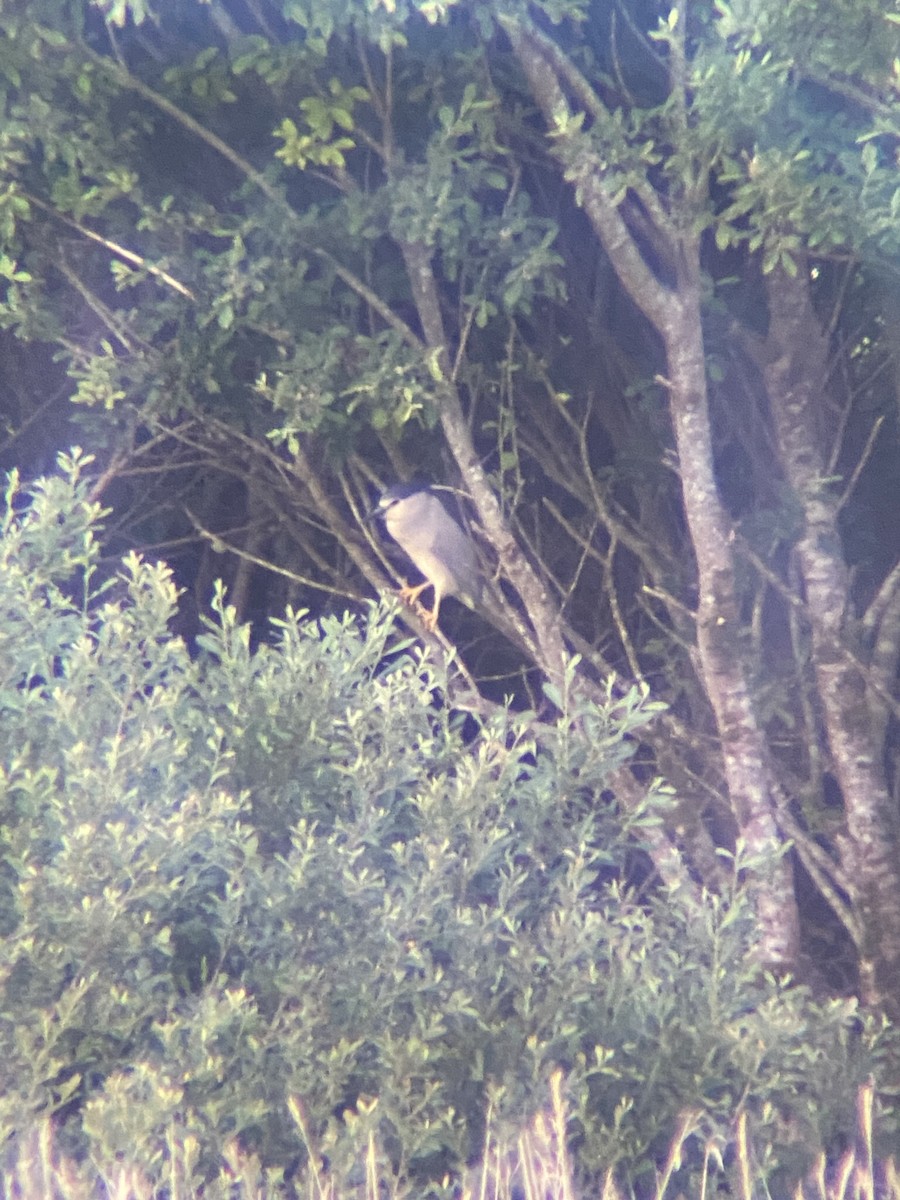 Black-crowned Night Heron - Anonymous