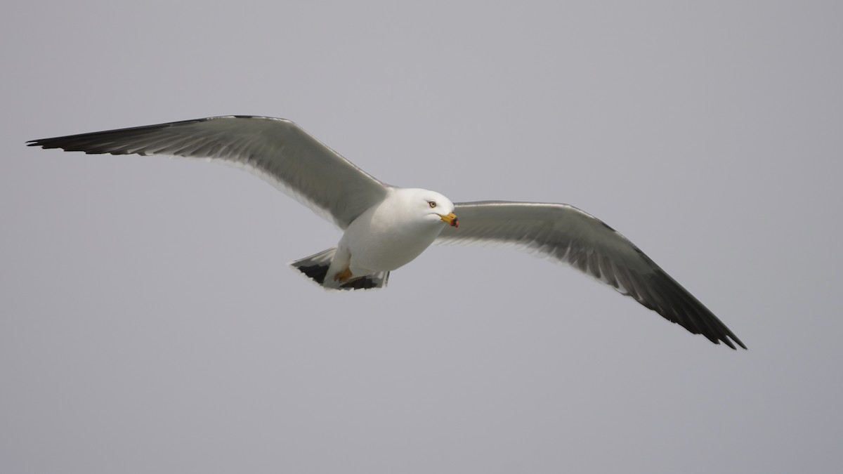 Хар сүүлт цахлай - ML584265291