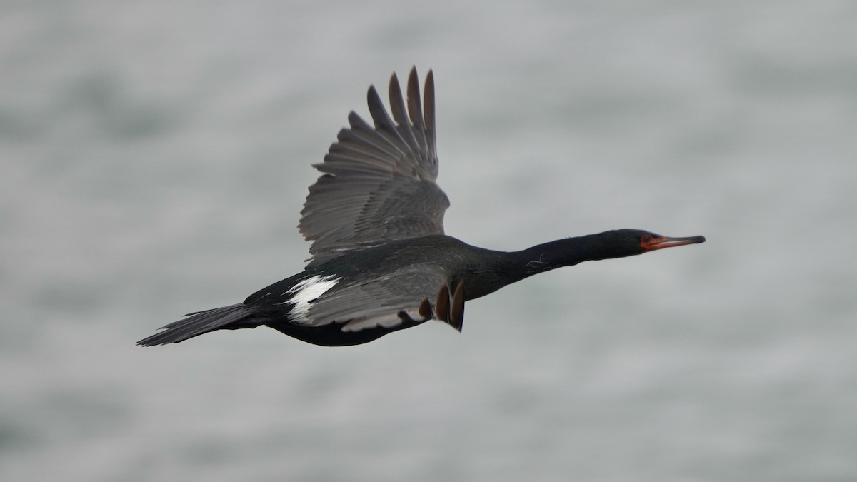 Pelagic Cormorant - ML584265311