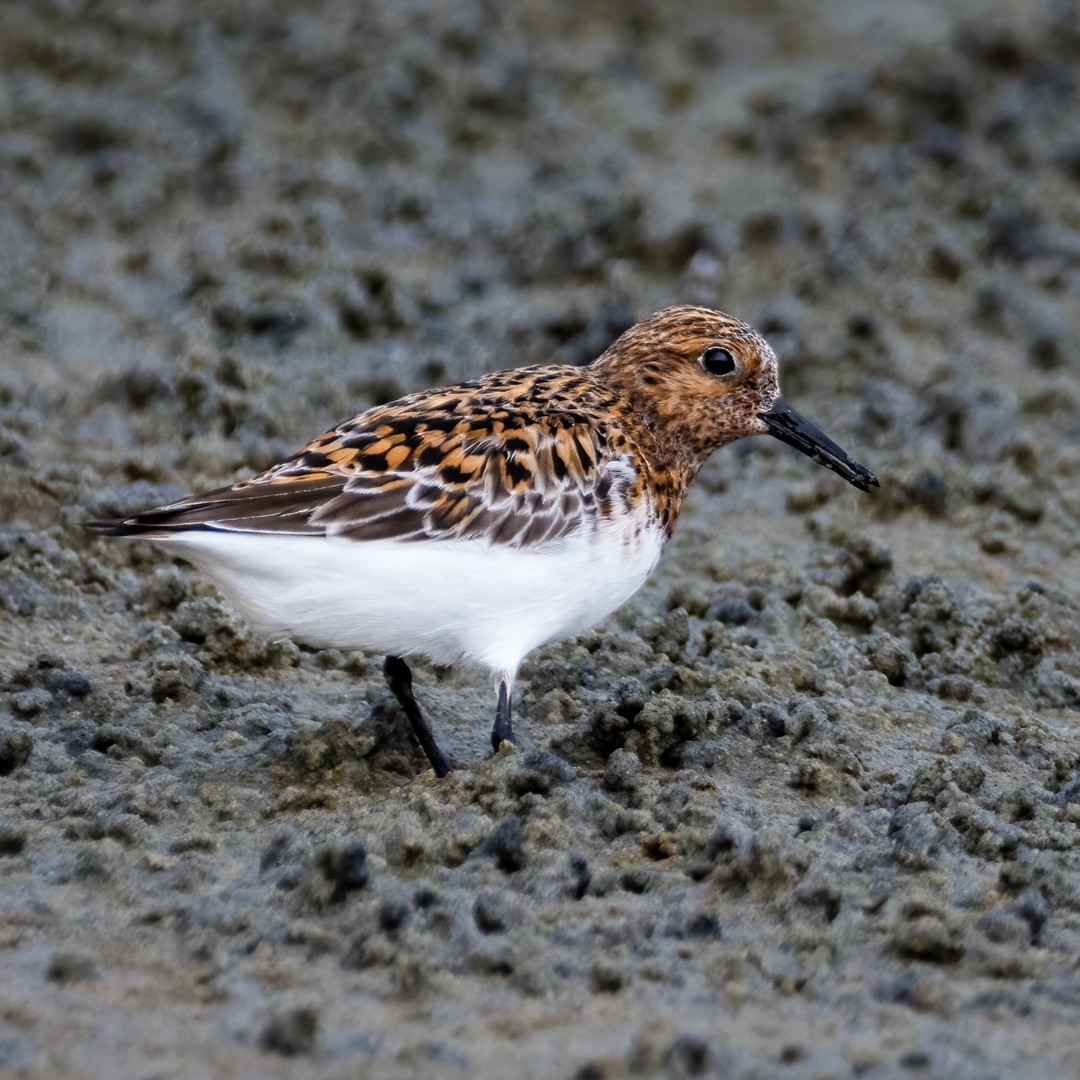 Sanderling - Ganesh Prabhu